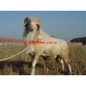 ���N������Сβ�����B(y��ng)ֳ���S