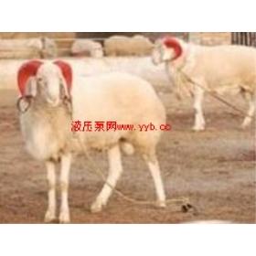 ��õ�Сβ�����B(y��ng)ֳ������(y��u)���Сβ�����B(y��ng)ֳ������ԃ05376780108