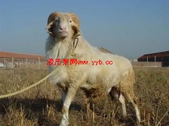 �����ԃr�ȵ�������Сβ�����B(y��ng)ֳ�����Ϲ���